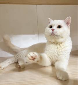 BSH Pure White Male Rare British Shorthair Putih