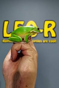 White-Lipped Tree Frog / Katak