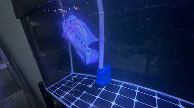 Flowerhorn
