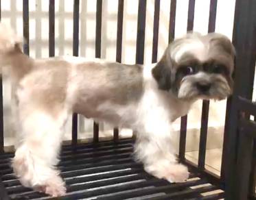 Shihtzu female rehome 2 years old