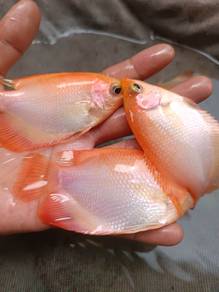 kaloi merah