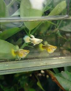 ikan guppy full gold short body