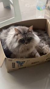 mainecoon mix with regular cat 