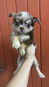 Chihuahua female puppy f1