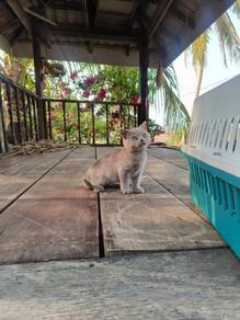 British Shorthair