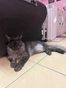 Pure mainecoon