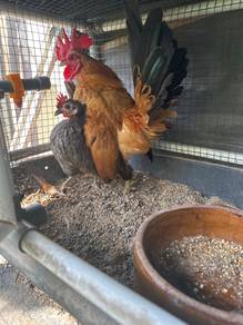 Ayam Serama