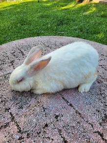 Arnab jantan dewasa 🐇🐇🐇