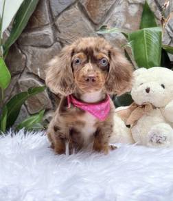MINIATURE DACHSHUND Puppies 080 🐻 Adorable Puppy