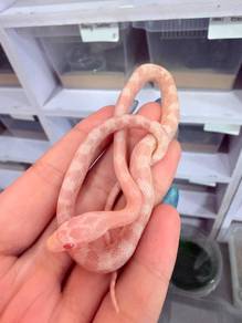 Snow Corn Snake