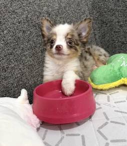 CHIHUAHUA PUPPIES 183🌷Head Apple Cute Dog