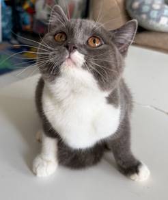 Bsh Bicolour (Female)