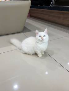 Longhair munchkin kitten