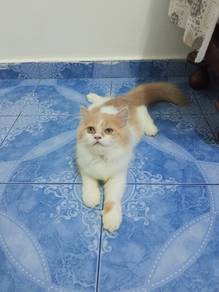 Anak kucing untuk dijual