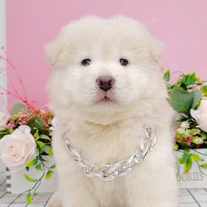 Chow Chow