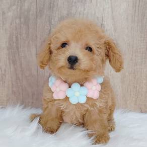 Poodle