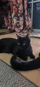 Kucing