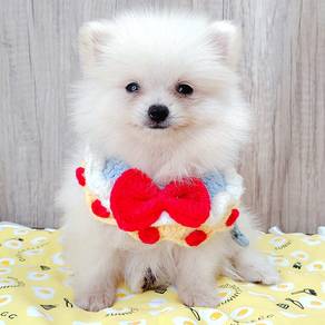 Pomeranian