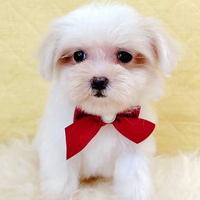 Maltese