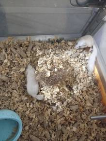 Dormouse induk