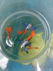 platinum dumbo redtail guppy