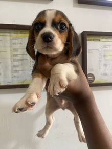 beagle