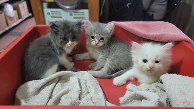 kucing parsi untuk di jual