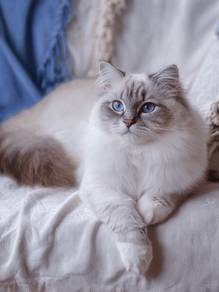 Ragdoll Kitten