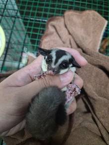 Sugar glider