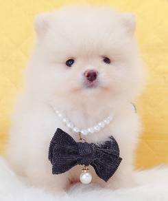 Pomeranian