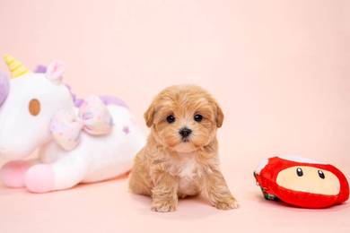 Maltipoo