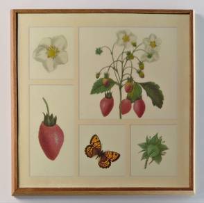  Botanical Strawberries Lithograph Pri