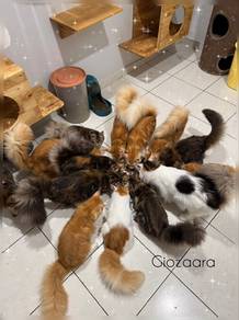Mainecoon cfa cert