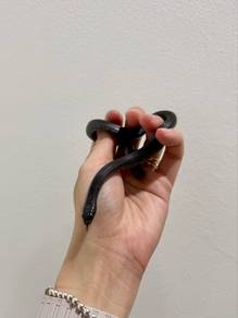 Mexican Black Kingsnake