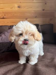 Pure Maltipoo adorable teddy bear face and sweet t