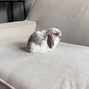 Holland lop bunny ear lop rabbit arnab