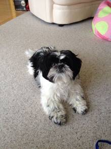Happy-go-lucky Shihpoo White Teddy Puppy Puppy Dog