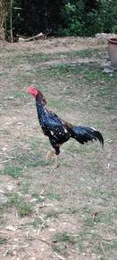 Ayam batang kaki