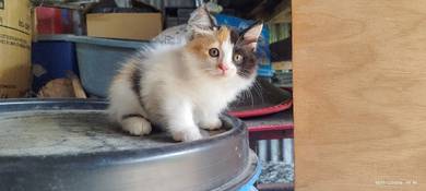anak kucing DLH