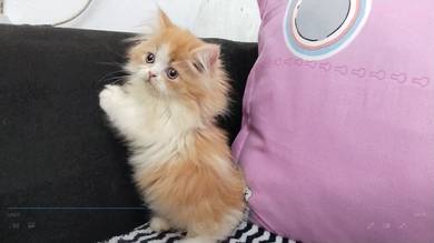Adorable Munchkin Kitten