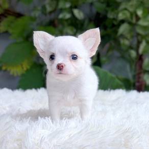 Apple head Chihuahua 