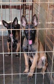 Belgian Puppies