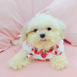 Shih Tzu