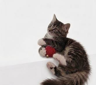 siberian female kitten