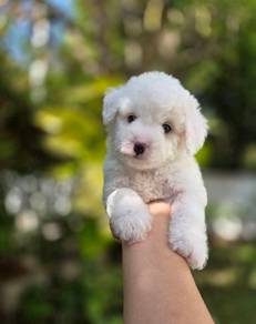 pure white poodle l