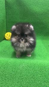 Pomeranian Female F-390Dob : 08-05-26