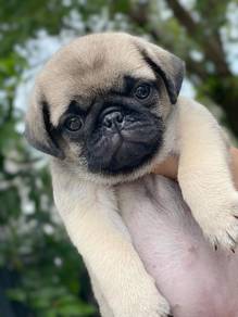 Pug