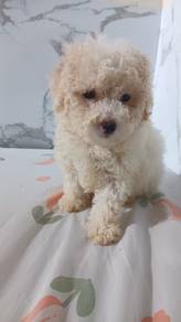 Toy Poodle 2 months