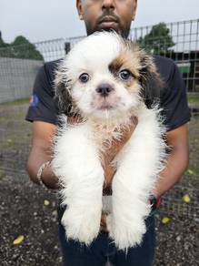 shihtzu
