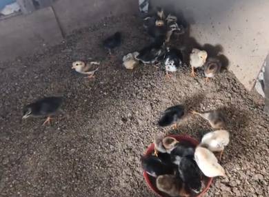 Ayam kampung ori/asli